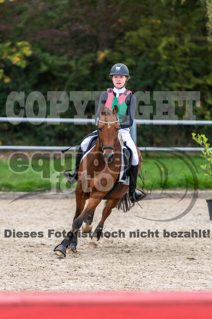 Goldene Schärpe 2020 - Pferde