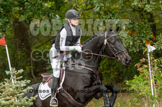 Goldene Schärpe 2020 - Pferde