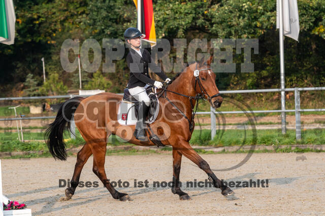 Goldene Schärpe 2020 - Pferde