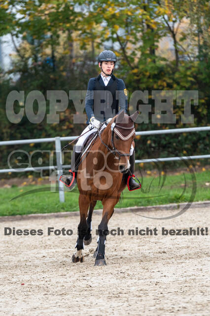 Goldene Schärpe 2020 - Pferde