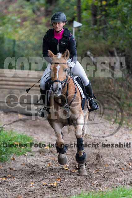 Goldene Schärpe 2020 - Pferde