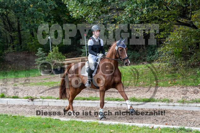 Goldene Schärpe 2020 - Pferde