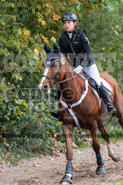 Goldene Schärpe 2020 - Pferde