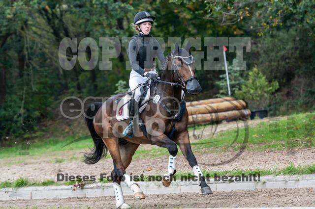 Goldene Schärpe 2020 - Pferde