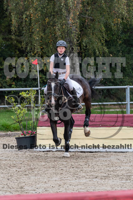 Goldene Schärpe 2020 - Pferde