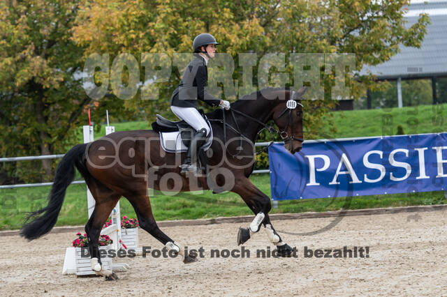 Goldene Schärpe 2020 - Pferde