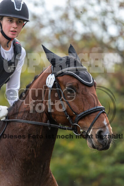 Goldene Schärpe 2020 - Pferde