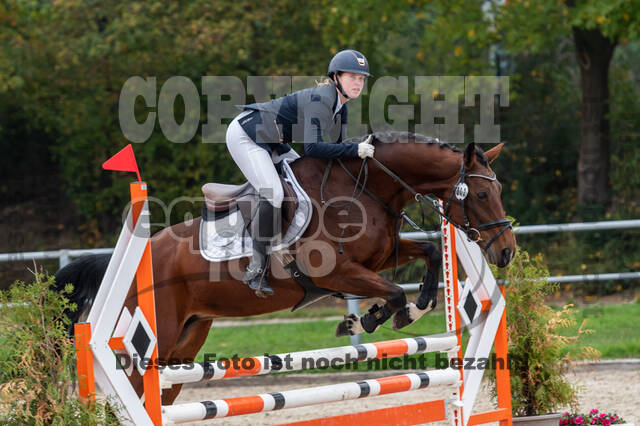 Goldene Schärpe 2020 - Pferde