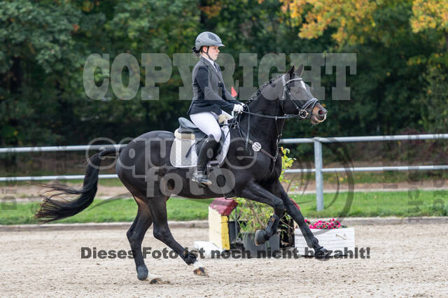 Goldene Schärpe 2020 - Pferde