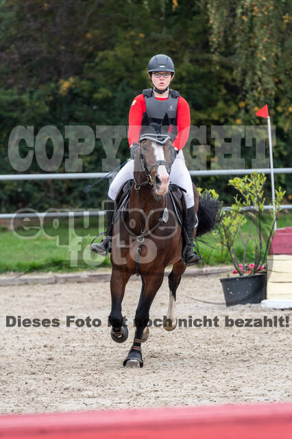 Goldene Schärpe 2020 - Pferde