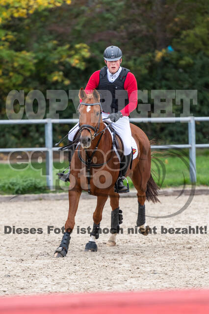 Goldene Schärpe 2020 - Pferde