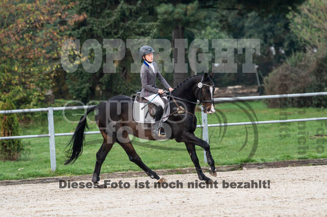 Goldene Schärpe 2020 - Pferde