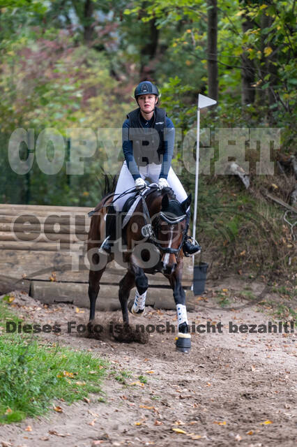 Goldene Schärpe 2020 - Pferde