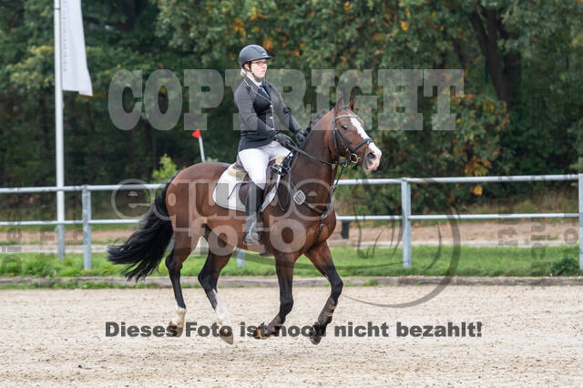 Goldene Schärpe 2020 - Pferde