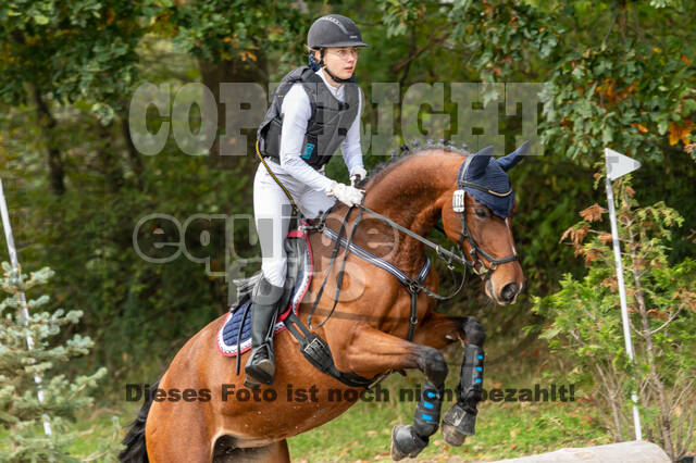 Goldene Schärpe 2020 - Pferde