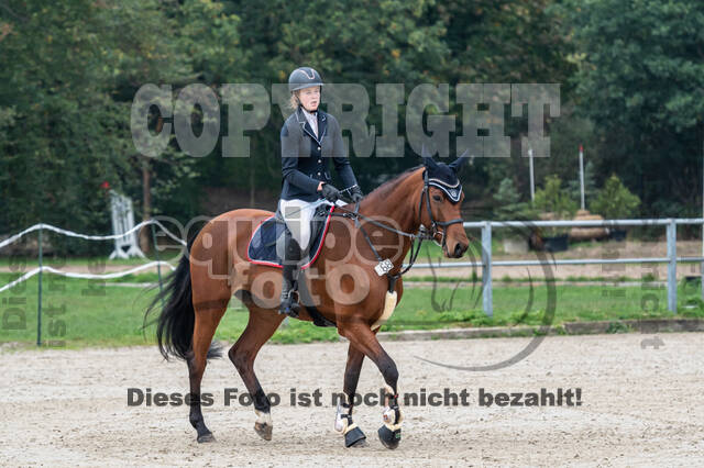 Goldene Schärpe 2020 - Pferde