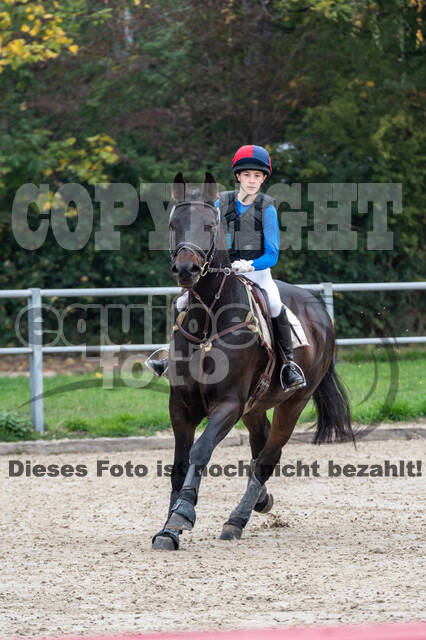 Goldene Schärpe 2020 - Pferde