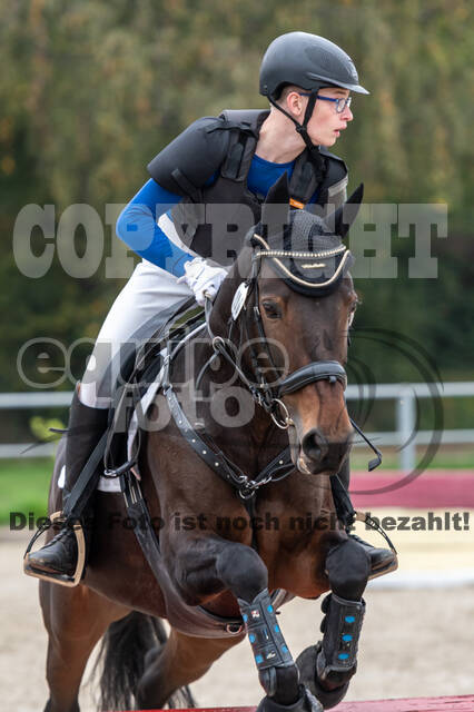 Goldene Schärpe 2020 - Pferde