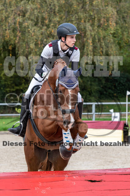 Goldene Schärpe 2020 - Pferde