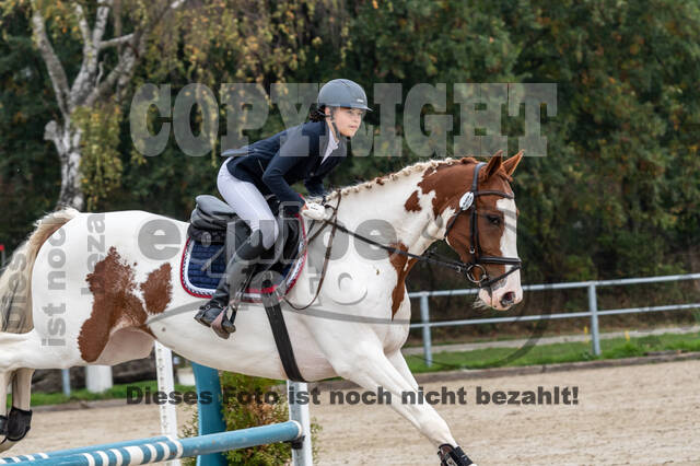 Goldene Schärpe 2020 - Pferde