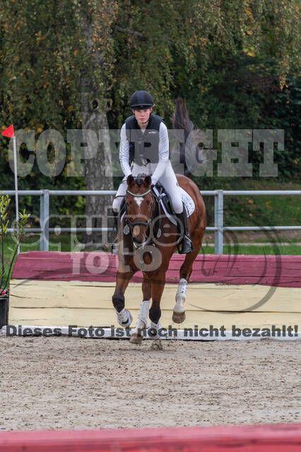 Goldene Schärpe 2020 - Pferde