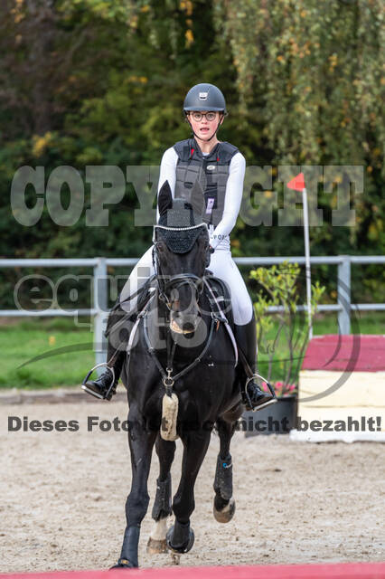 Goldene Schärpe 2020 - Pferde