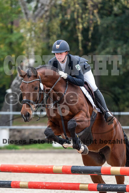 Goldene Schärpe 2020 - Pferde