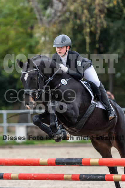 Goldene Schärpe 2020 - Pferde