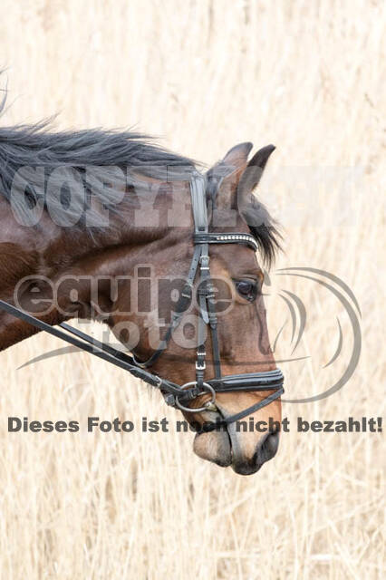 Geländetrainings RSV St. Hubertus Wesel Obrighoven