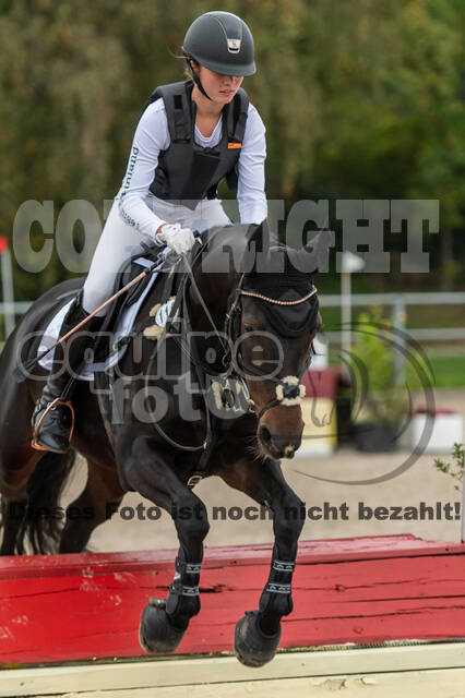 Goldene Schärpe 2020 - Pferde