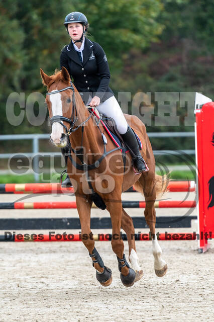 Goldene Schärpe 2020 - Pferde