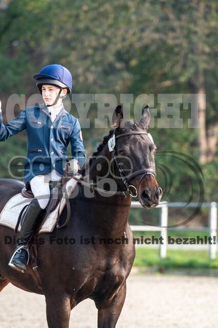 Goldene Schärpe 2020 - Pferde