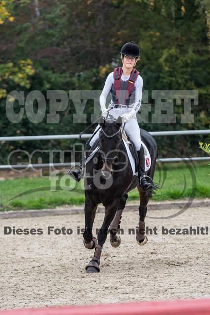 Goldene Schärpe 2020 - Pferde