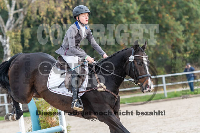 Goldene Schärpe 2020 - Pferde