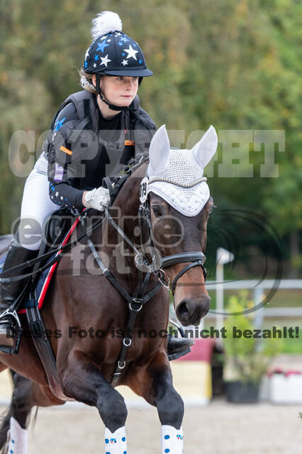 Goldene Schärpe 2020 - Pferde