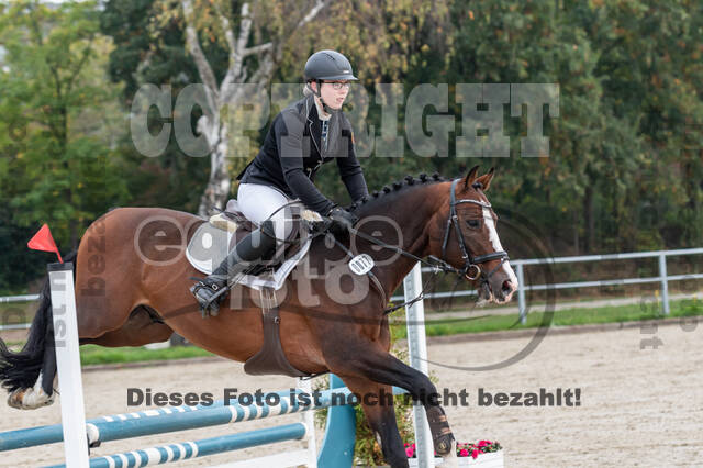 Goldene Schärpe 2020 - Pferde