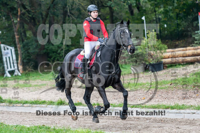 Goldene Schärpe 2020 - Pferde