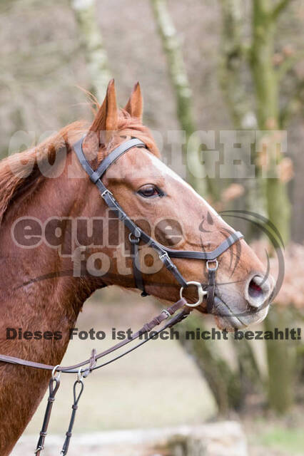 Geländetraining RSV St. Hubertus Wesel Obrighoven (10.+11.03.2018)