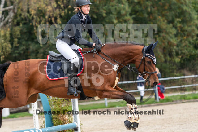 Goldene Schärpe 2020 - Pferde