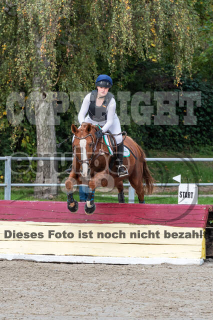 Goldene Schärpe 2020 - Pferde