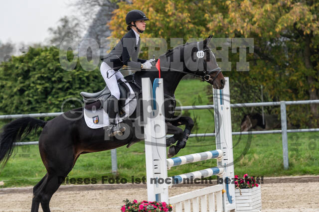 Goldene Schärpe 2020 - Pferde