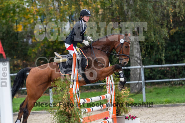 Goldene Schärpe 2020 - Pferde