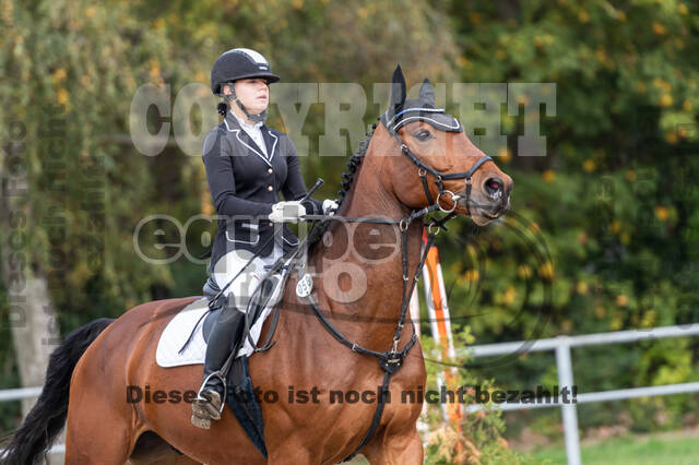 Goldene Schärpe 2020 - Pferde