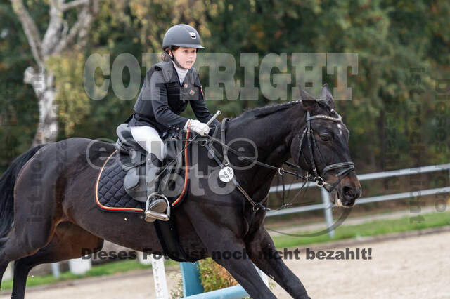 Goldene Schärpe 2020 - Pferde