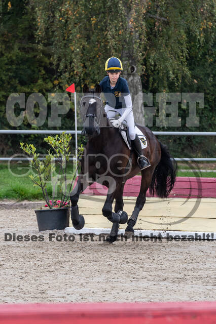 Goldene Schärpe 2020 - Pferde