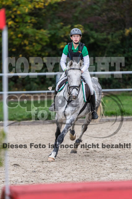 Goldene Schärpe 2020 - Pferde