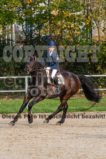 Goldene Schärpe 2020 - Pferde