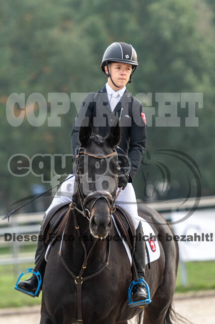 Goldene Schärpe 2020 - Pferde