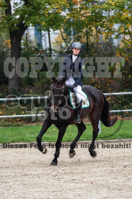 Goldene Schärpe 2020 - Pferde