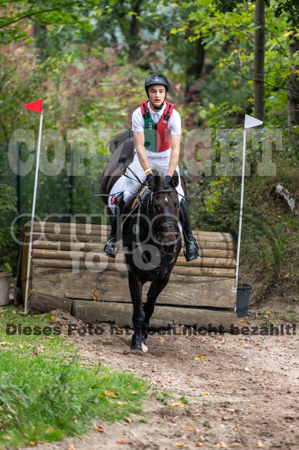 Goldene Schärpe 2020 - Pferde